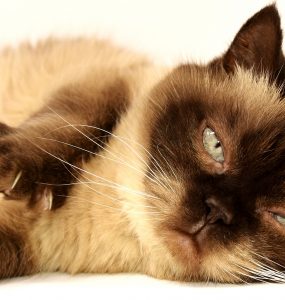 Pourquoi le chat tremble